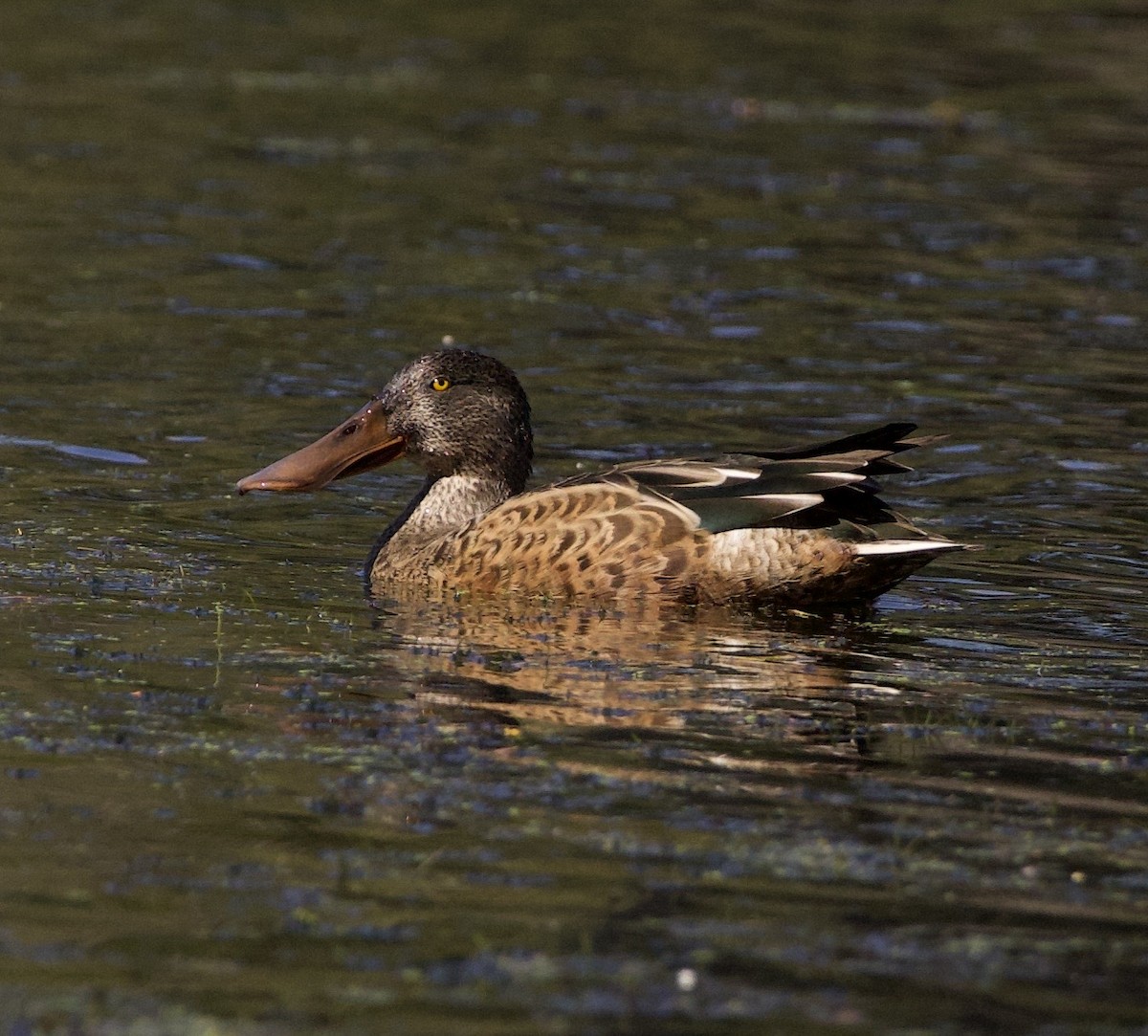 Cuchara Común - ML645821485