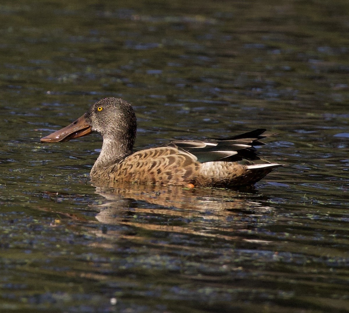 Cuchara Común - ML645821486