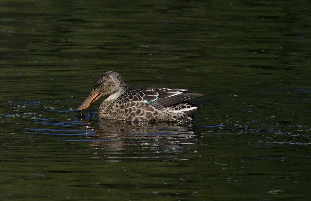 Cuchara Común - ML645821487