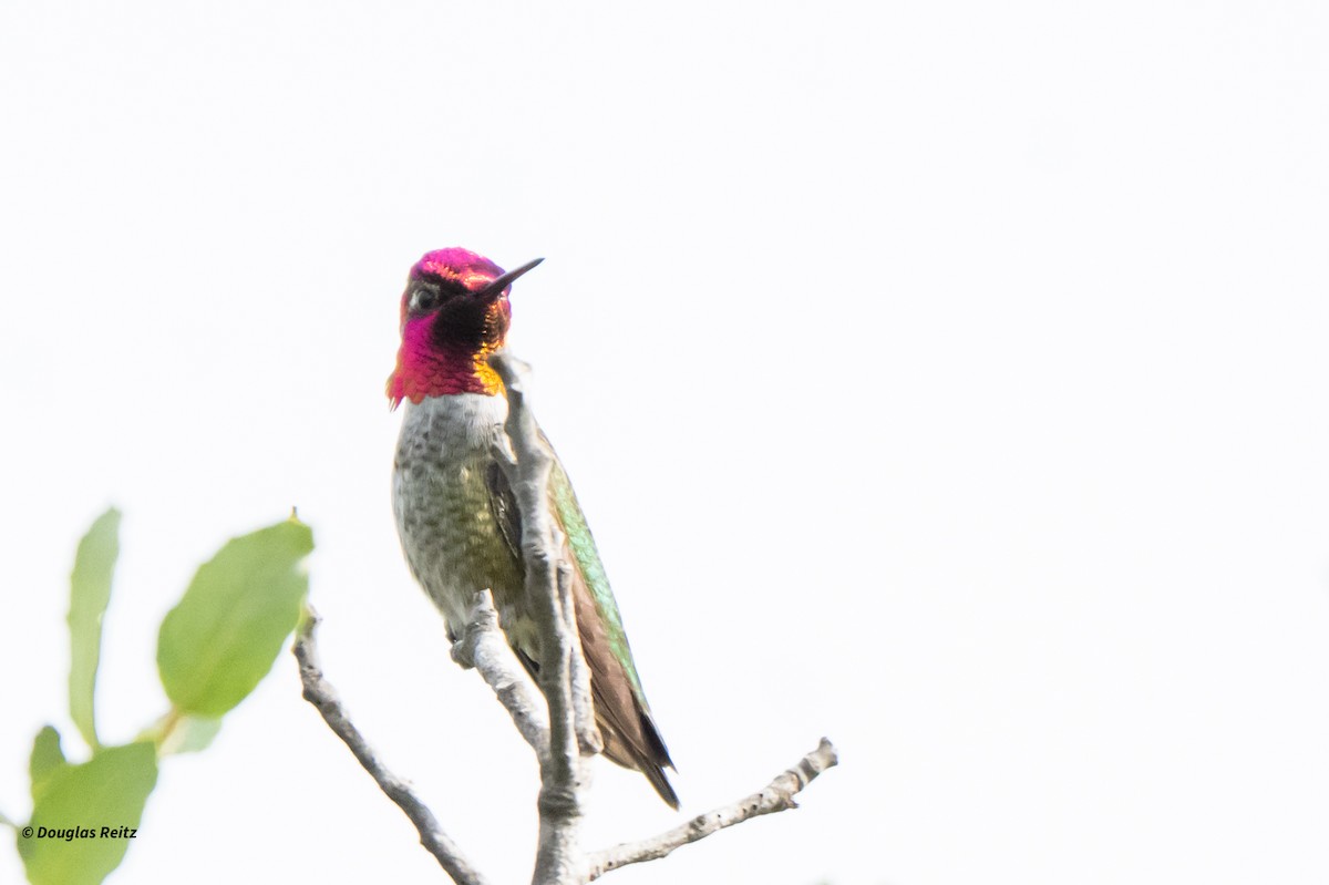 Colibrí de Anna - ML645821488