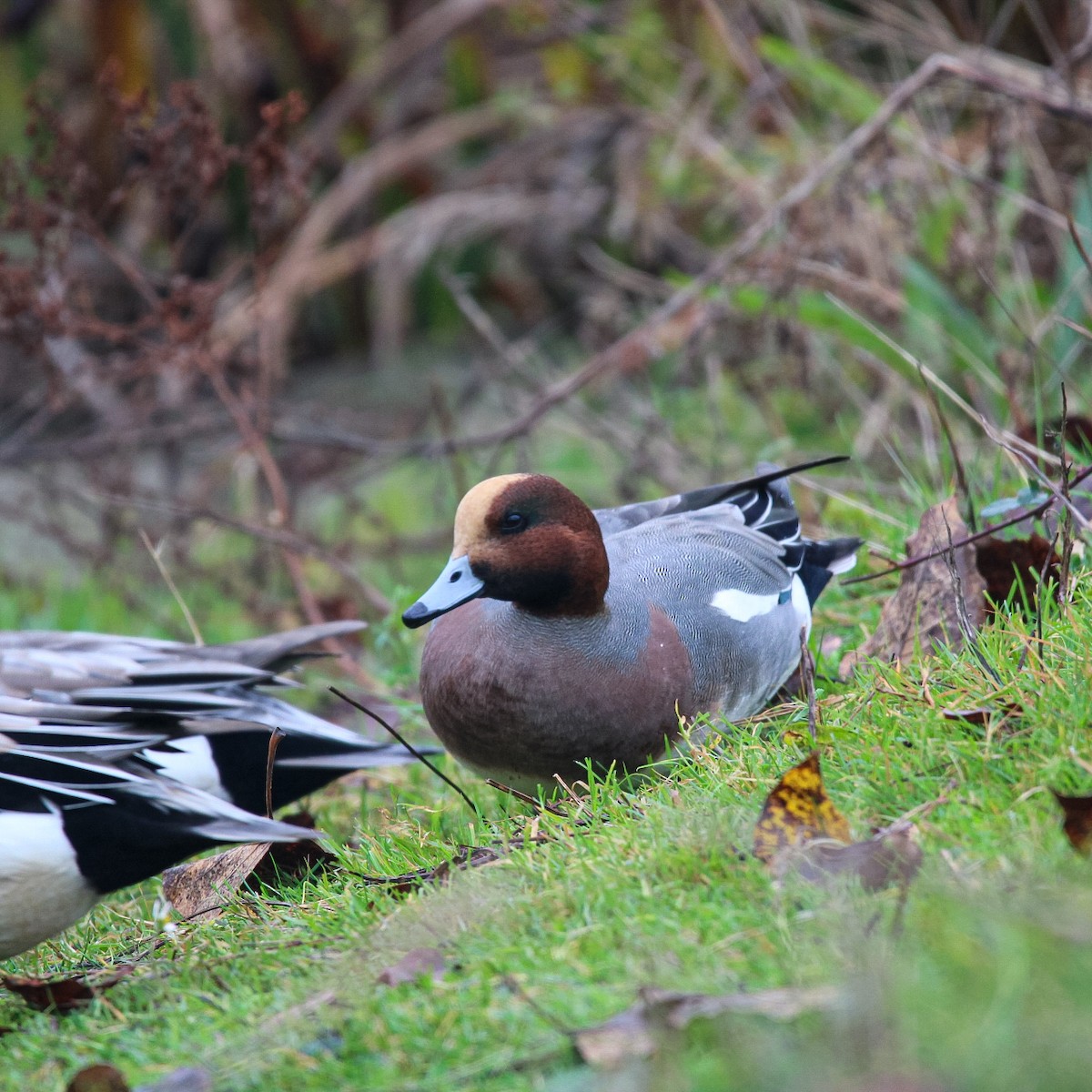 Eurasian Wigeon - ML645821489