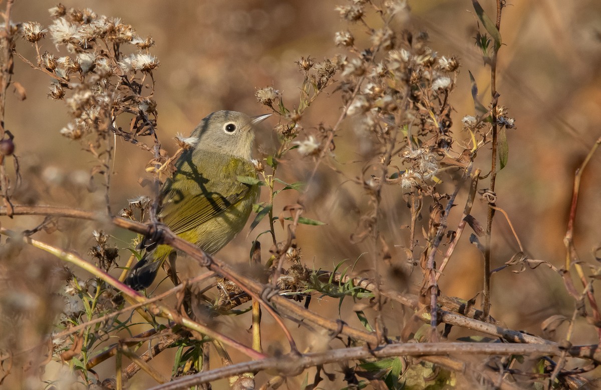Nashville Warbler - ML645821494