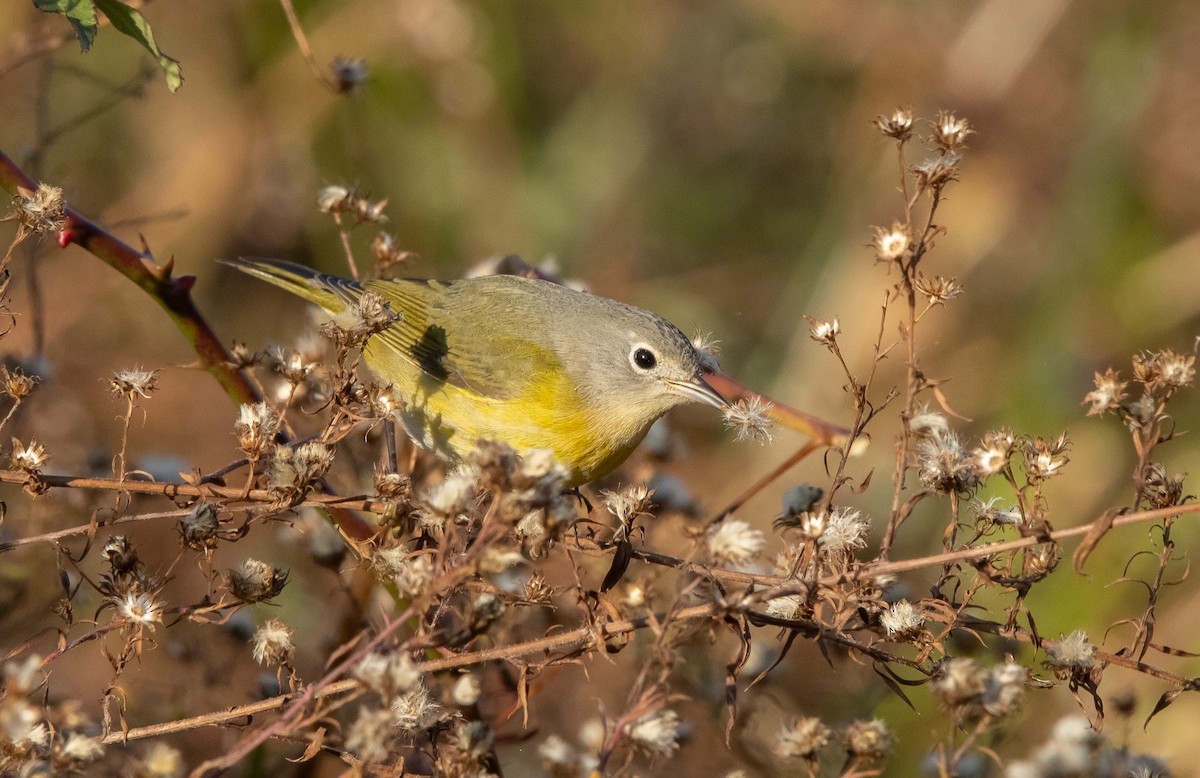 Nashville Warbler - ML645821495