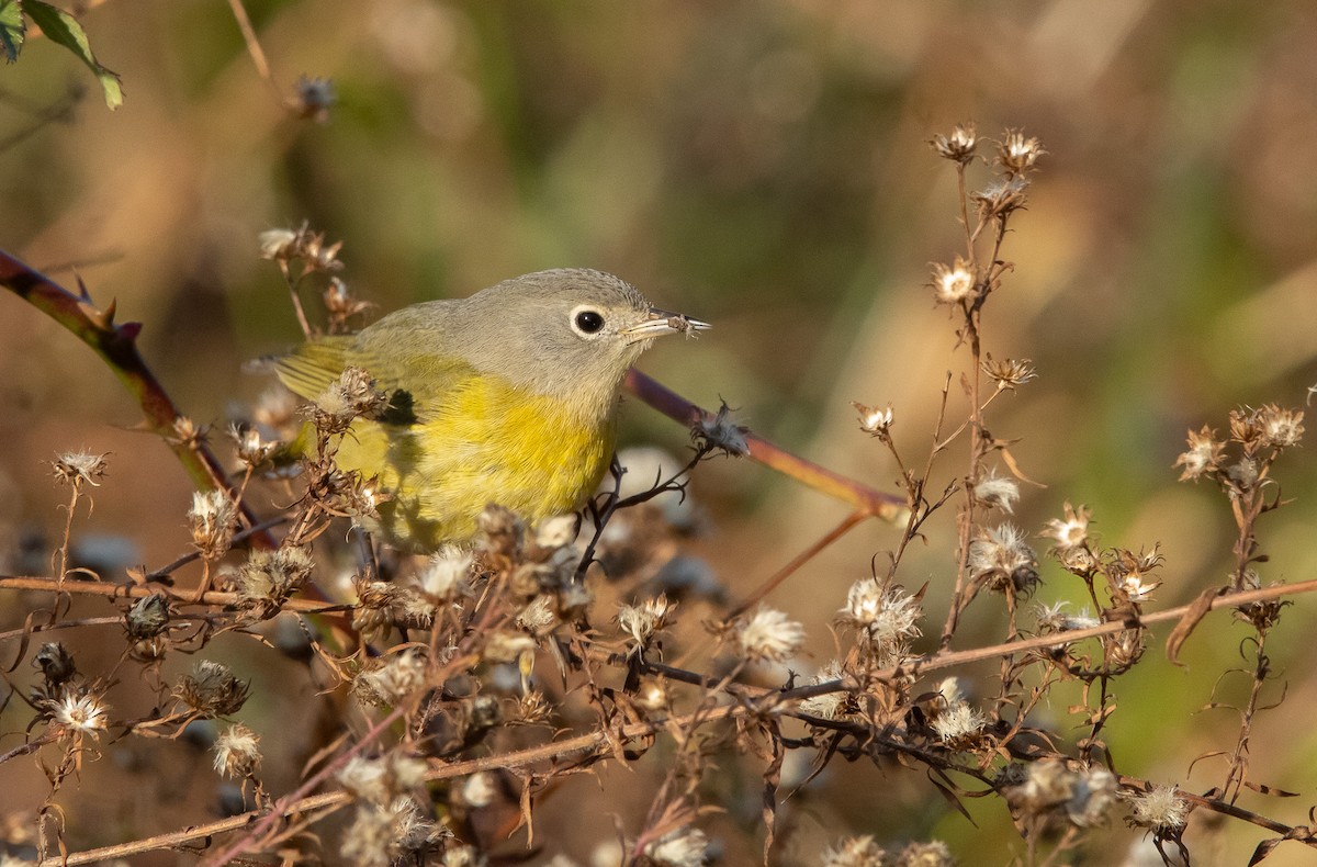 Nashville Warbler - ML645821497