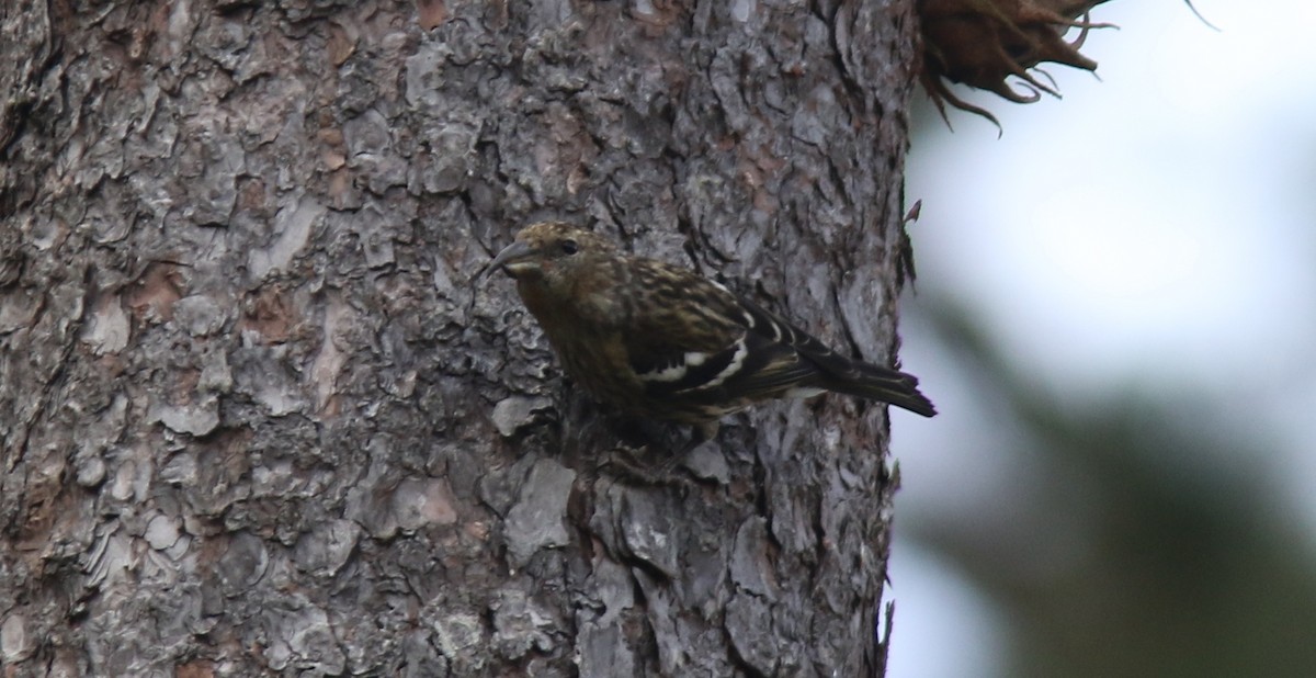 Hispaniolan Crossbill - ML64582151