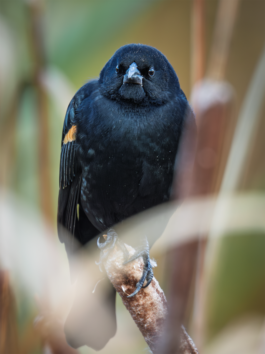 Red-winged Blackbird - ML645821516
