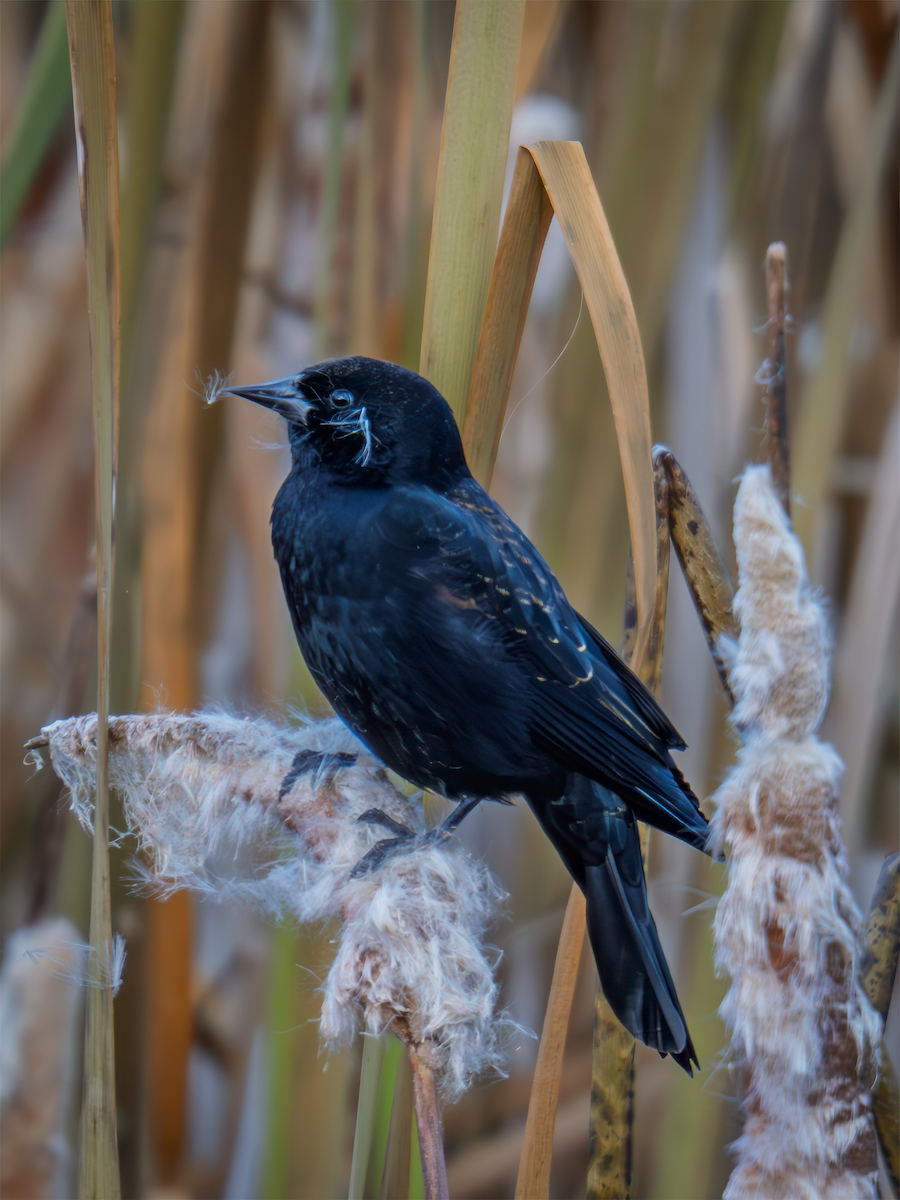 Red-winged Blackbird - ML645821517