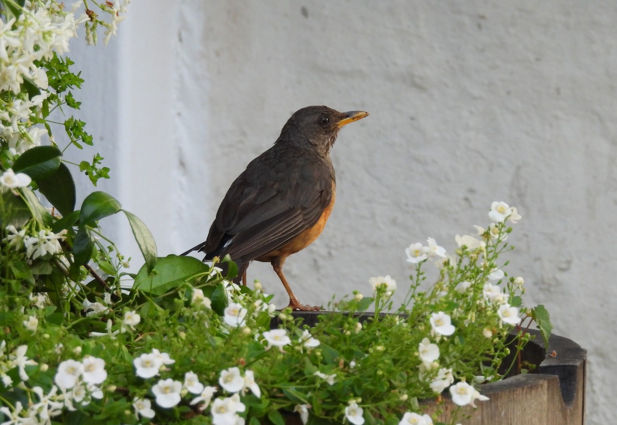 Olive Thrush - ML645821521