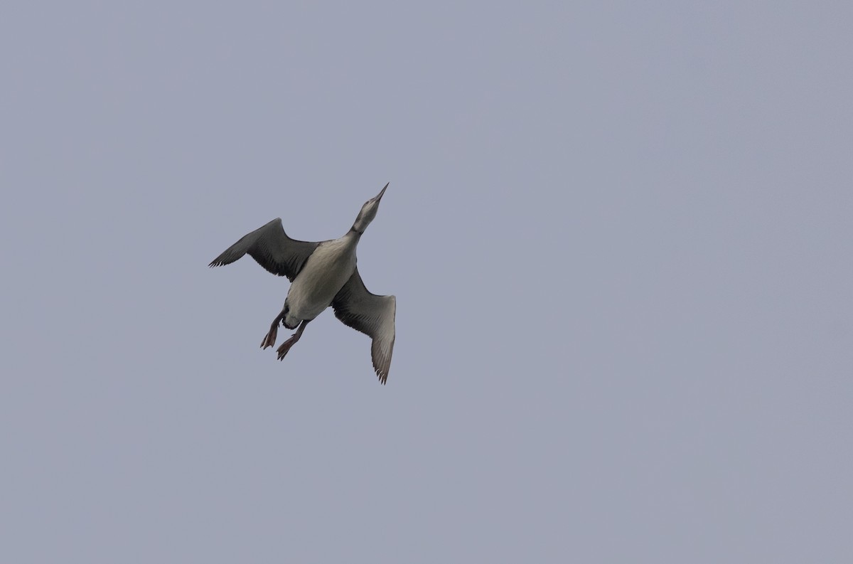 Common Loon - ML645821524