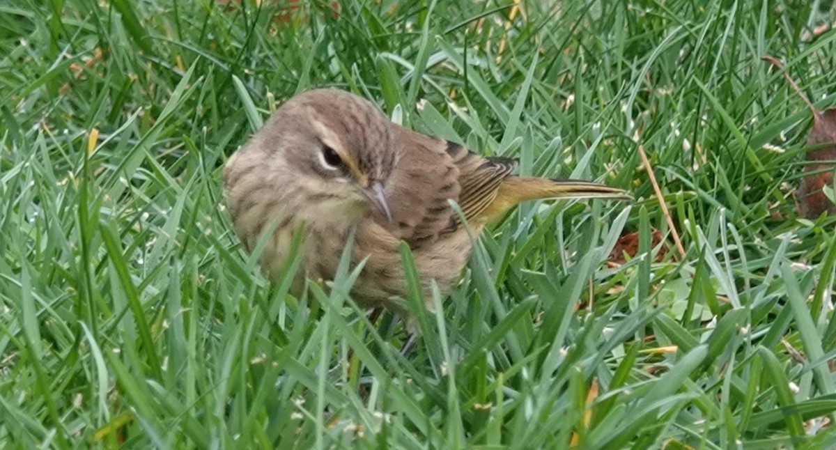 Palm Warbler (Western) - ML645821541