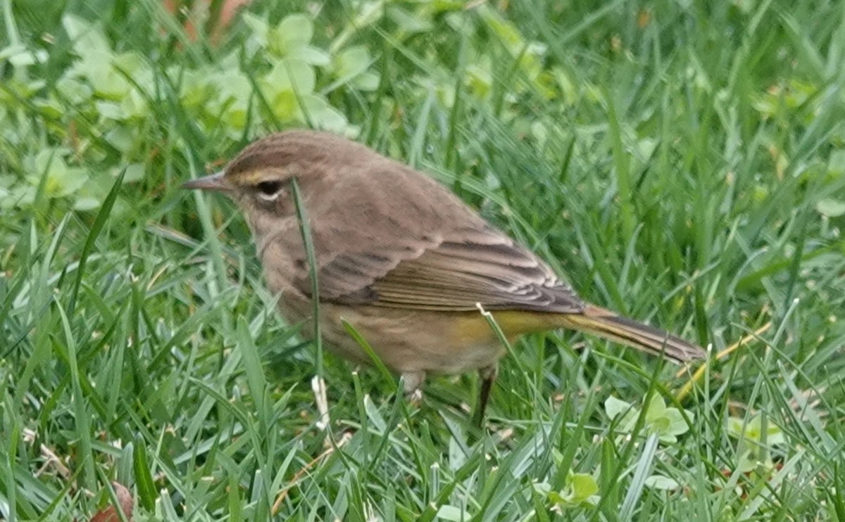 Palm Warbler (Western) - ML645821542