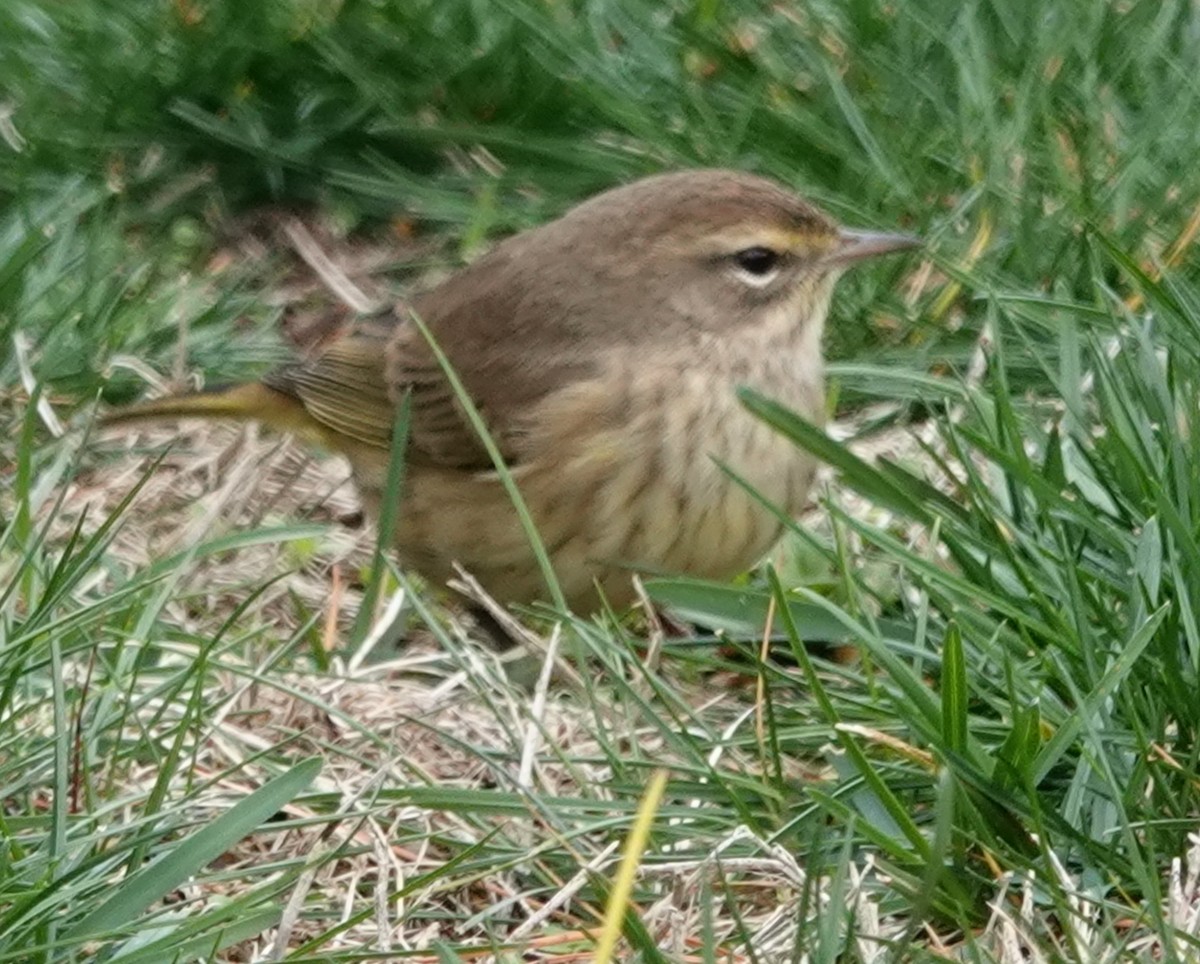 Palm Warbler (Western) - ML645821544