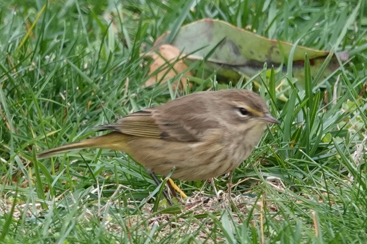 Palm Warbler (Western) - ML645821545