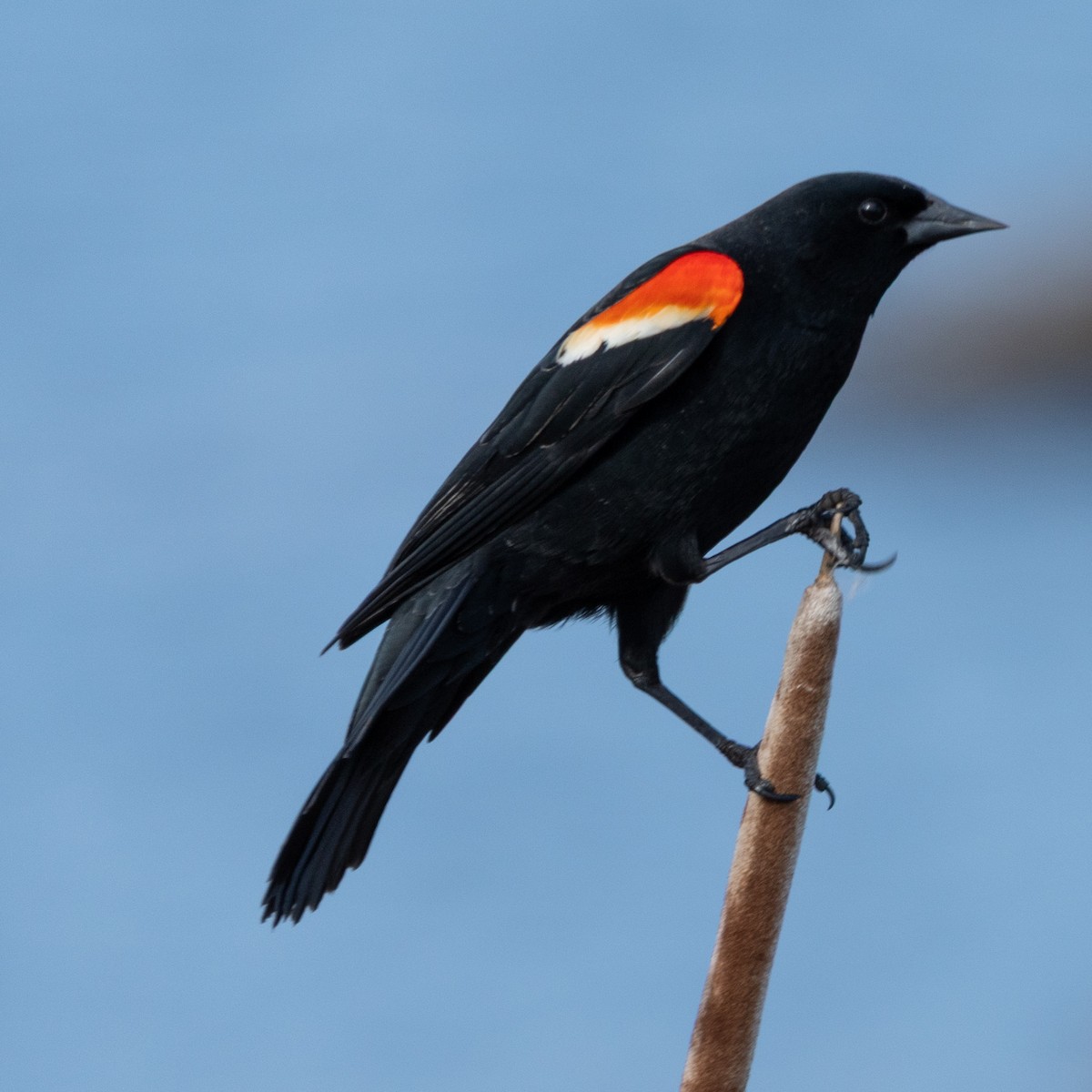 Red-winged Blackbird - ML645821548