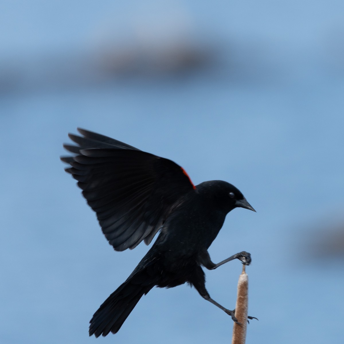 Red-winged Blackbird - ML645821549