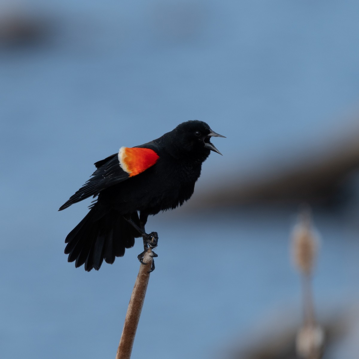 Red-winged Blackbird - ML645821550