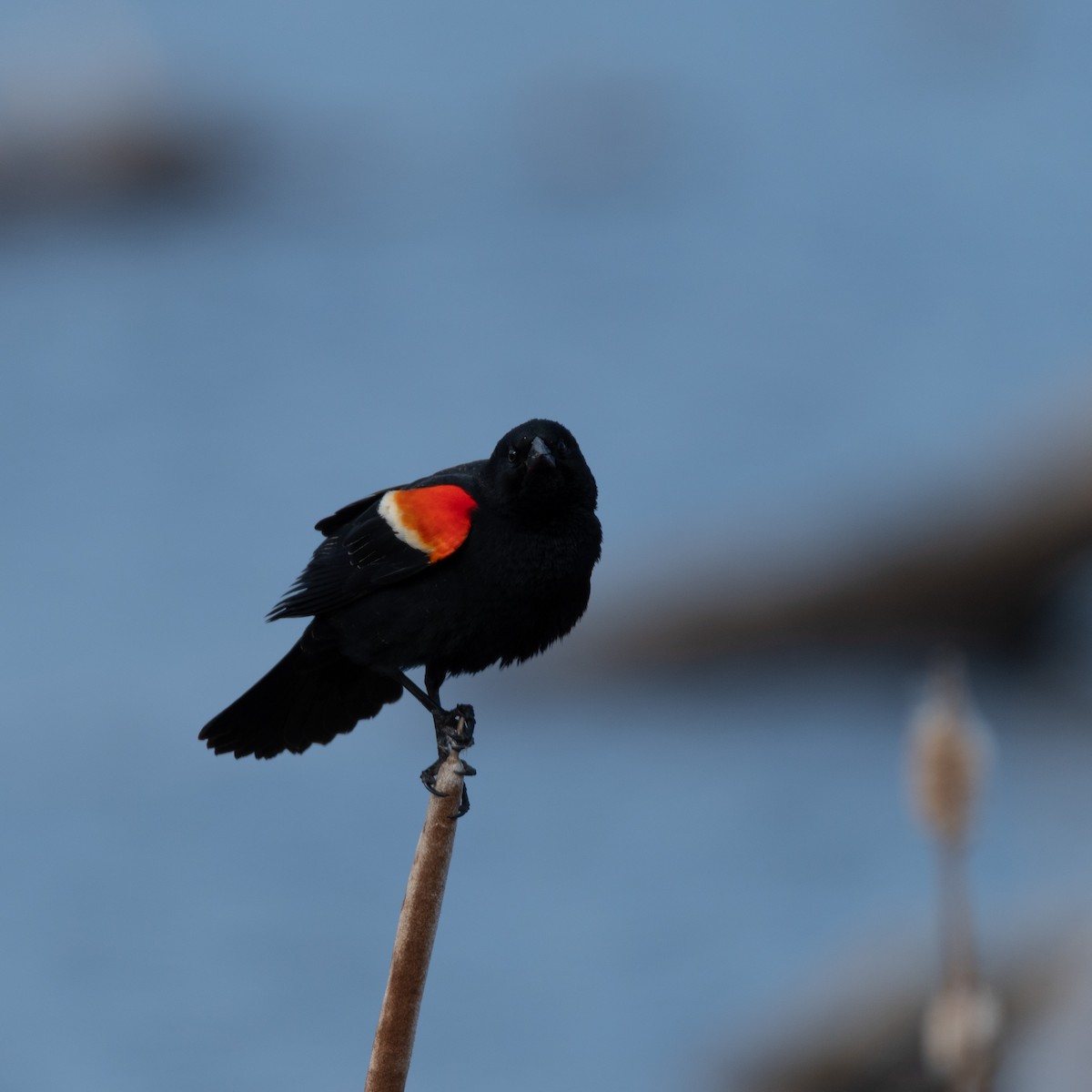 Red-winged Blackbird - ML645821551