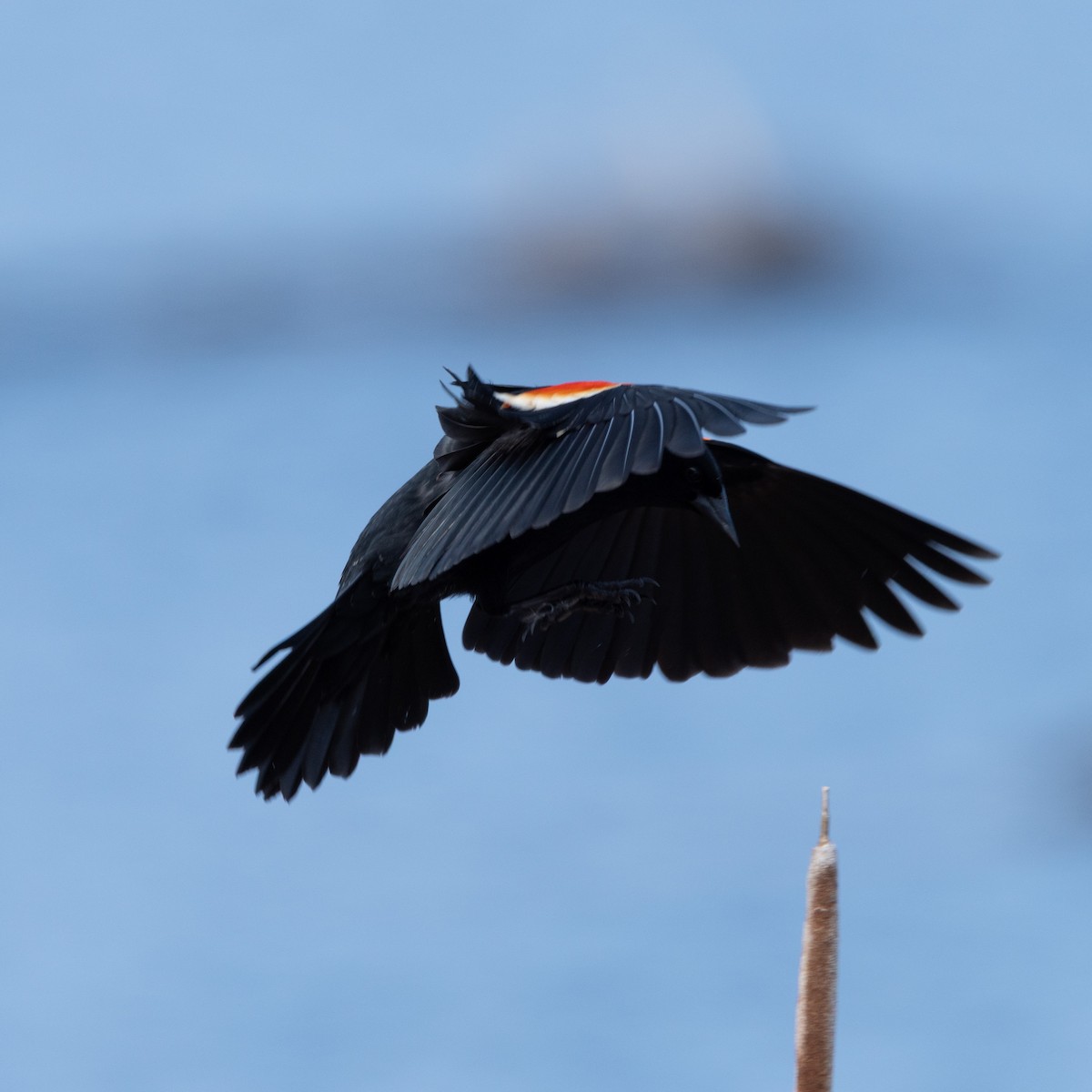 Red-winged Blackbird - ML645821552
