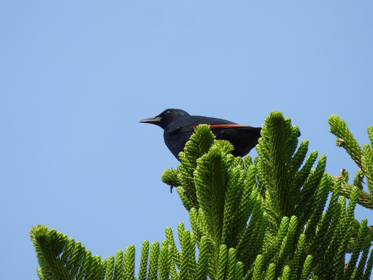 Kızılkanat - ML645821562