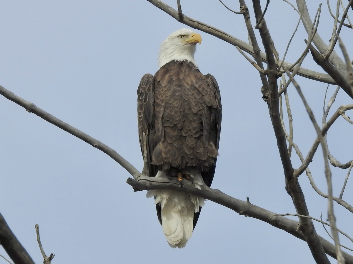 Pygargue à tête blanche - ML645821564