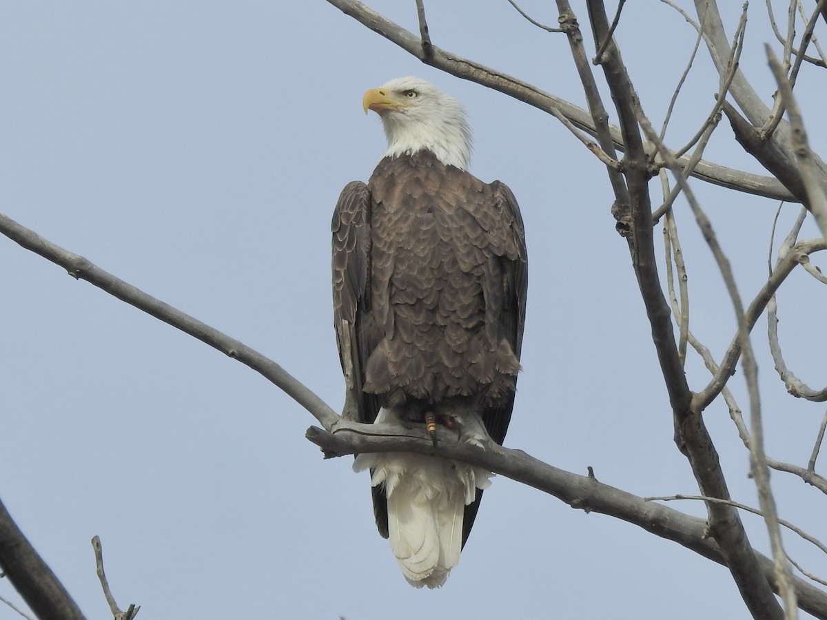 Pygargue à tête blanche - ML645821565