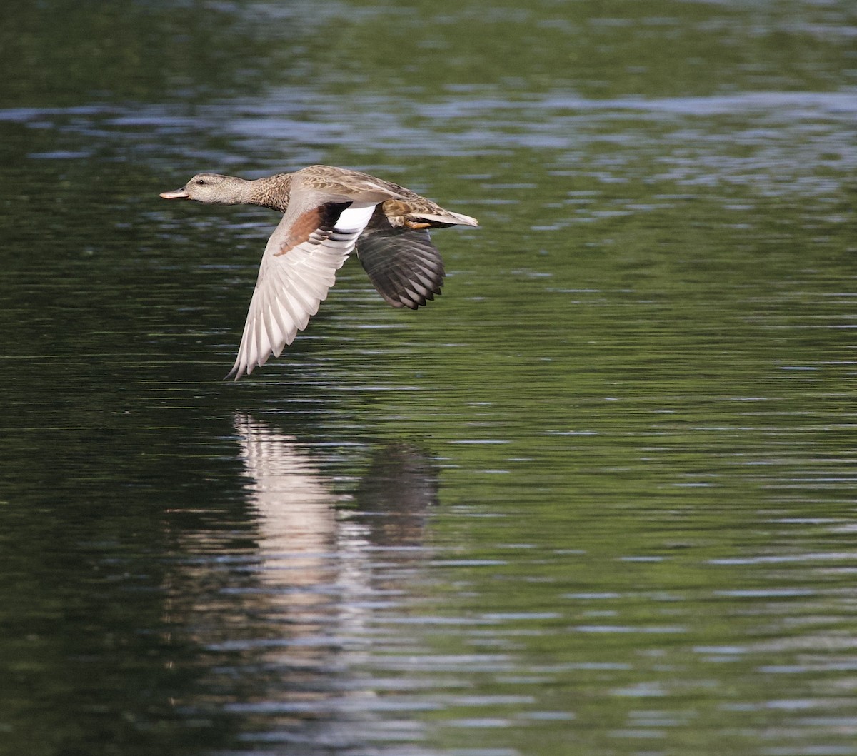 Серая утка - ML645821569