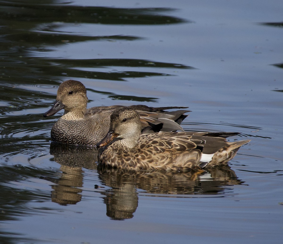 Серая утка - ML645821570