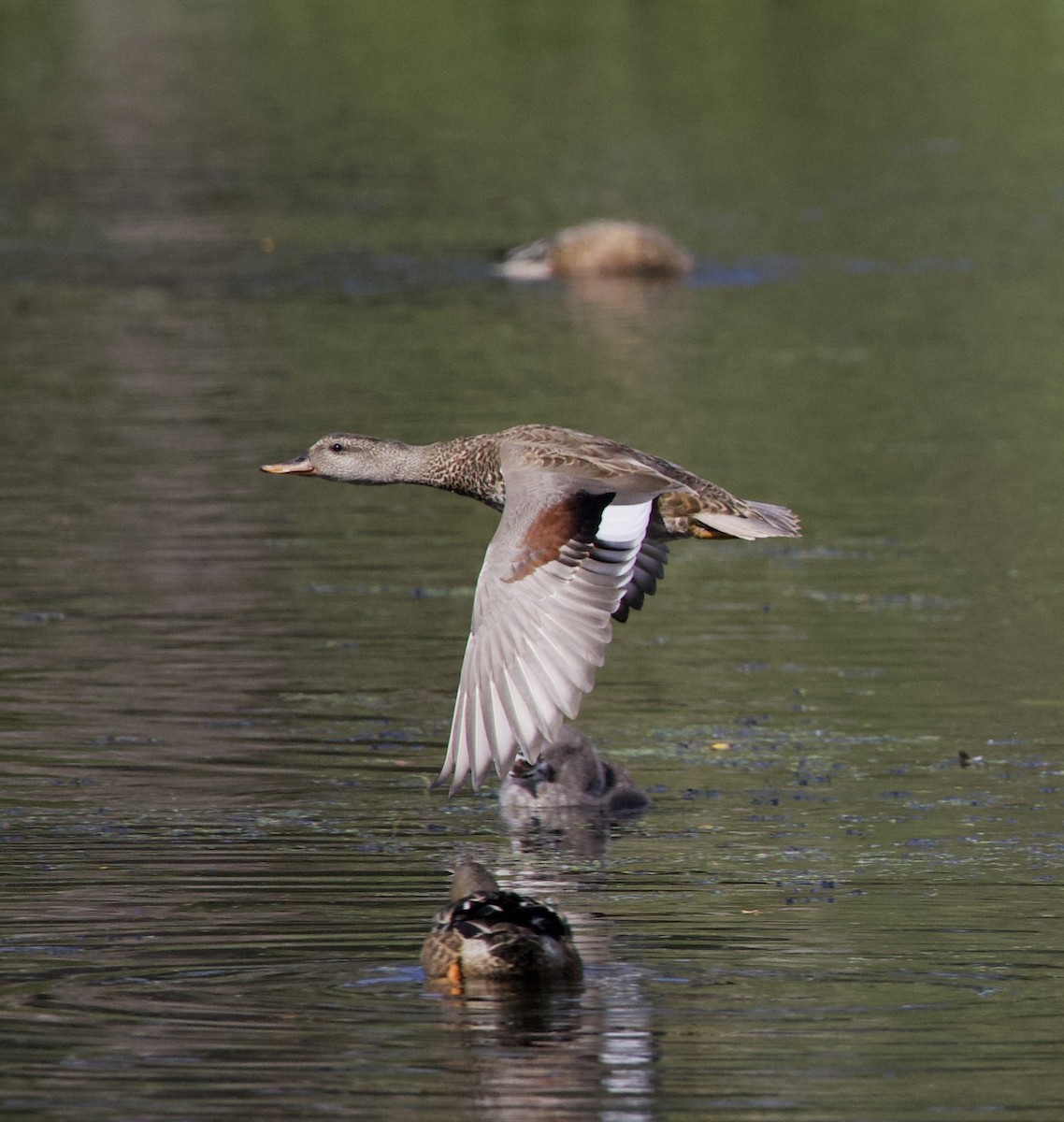 Серая утка - ML645821571