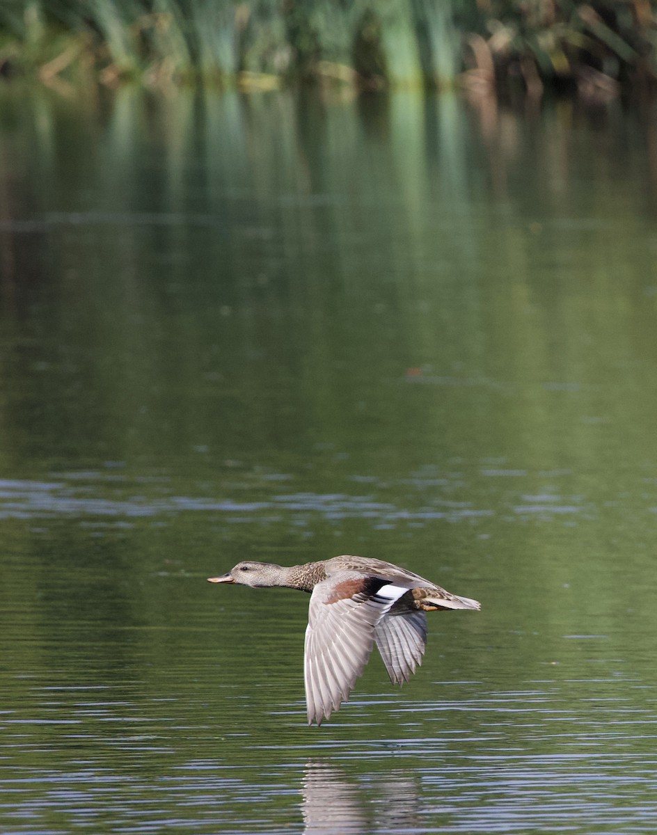 Серая утка - ML645821572