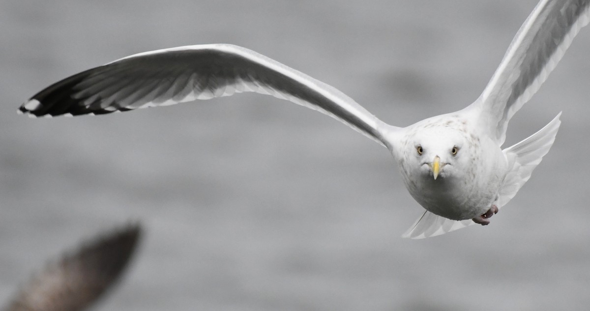 American Herring Gull - ML645821578