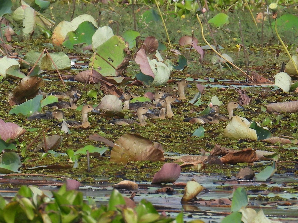 Lesser Whistling-Duck - ML645821601