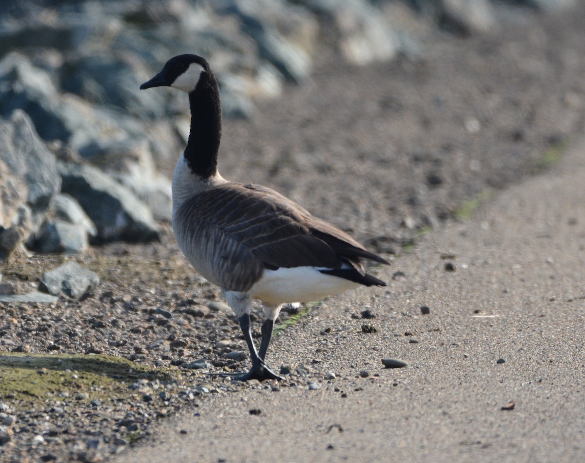 Canada Goose - ML645821614
