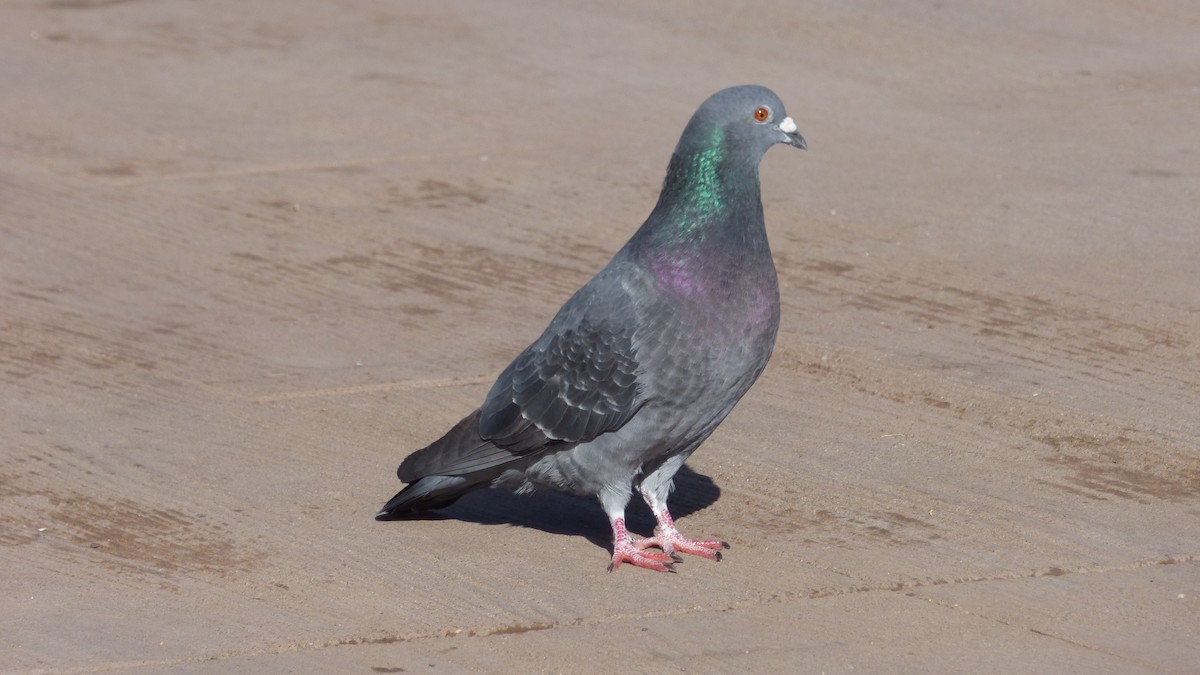 Rock Pigeon (Feral Pigeon) - ML645821617
