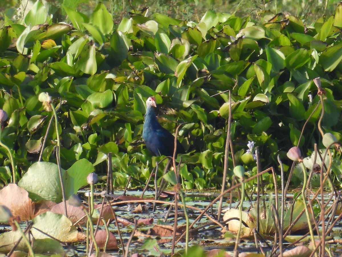 Pollo sultano testagrigia - ML645821625