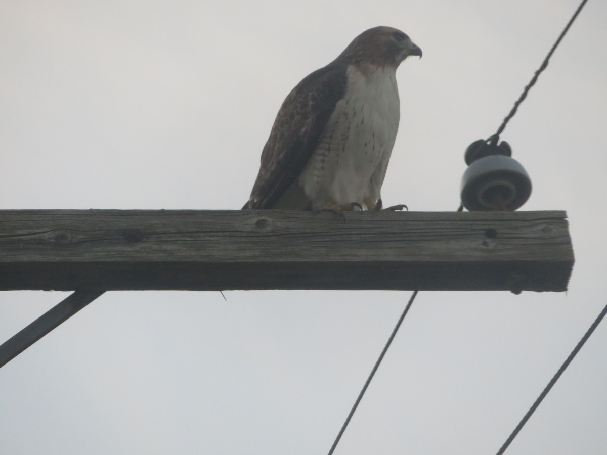 Red-tailed Hawk - ML645821626