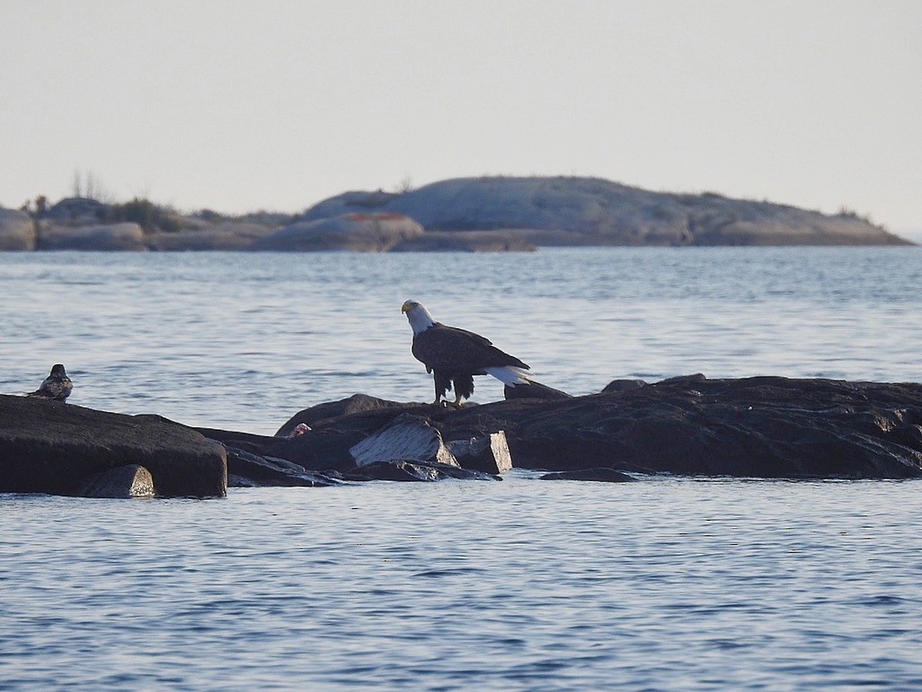 Pygargue à tête blanche - ML645821627