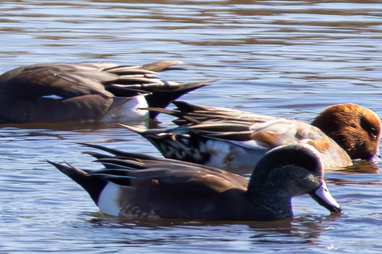 Silbón Europeo - ML645821628