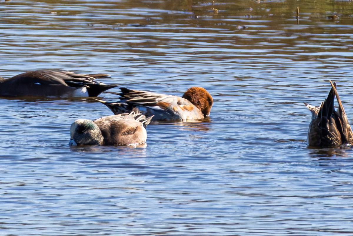 Silbón Europeo - ML645821629