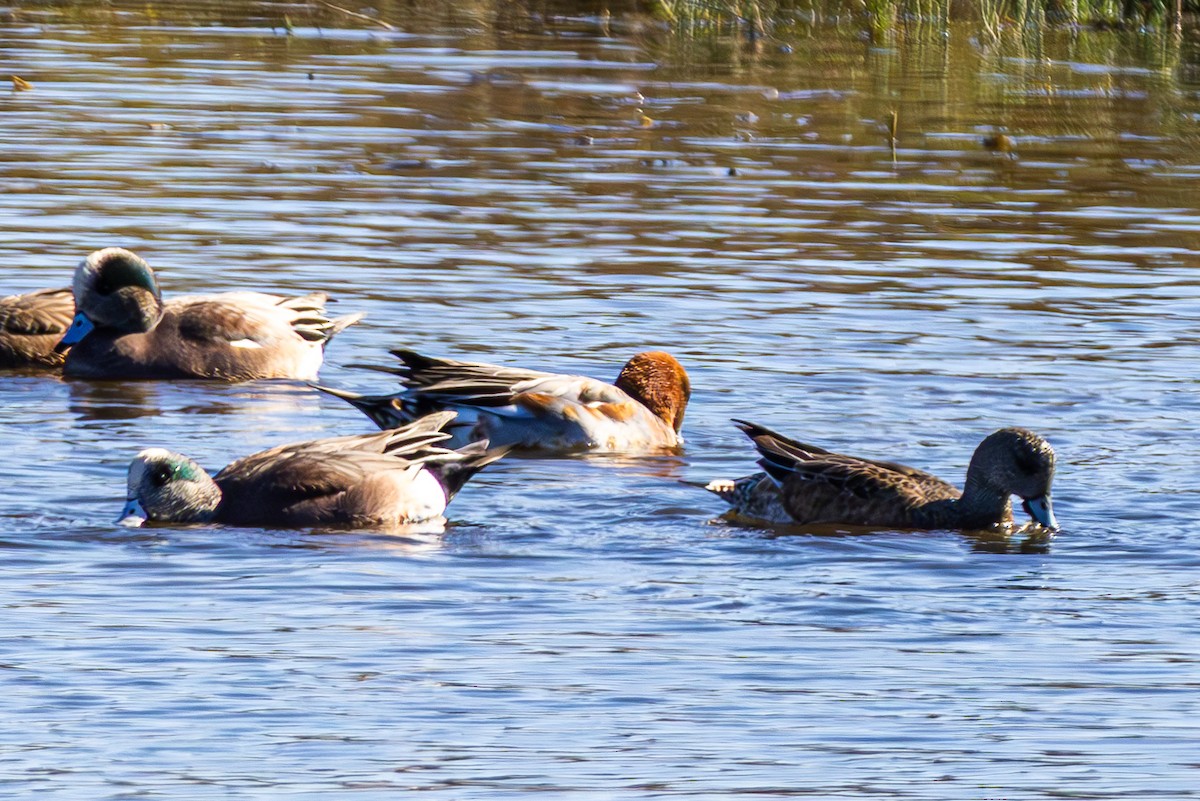 Silbón Europeo - ML645821630