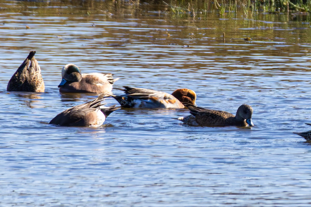 Silbón Europeo - ML645821631