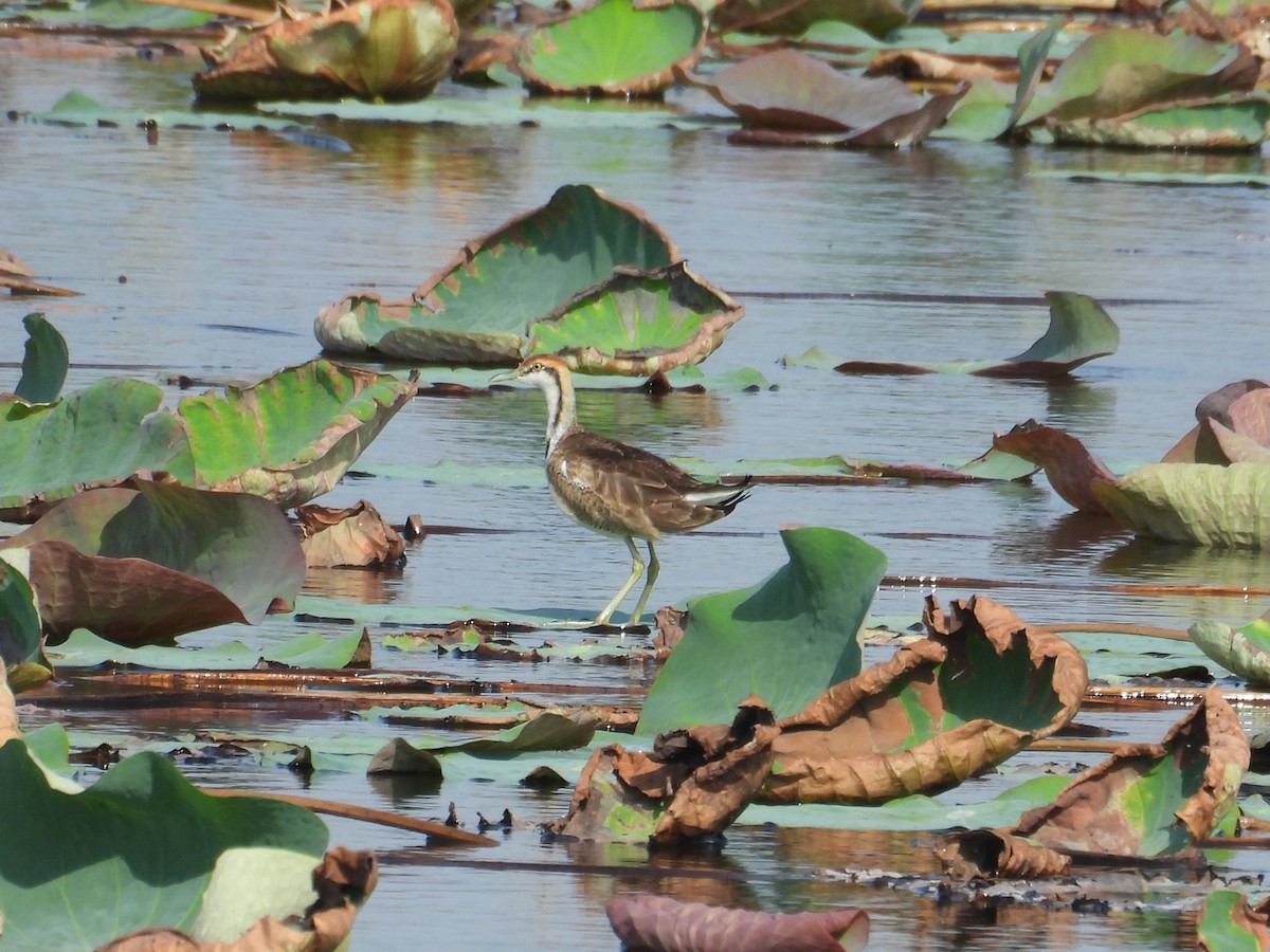 Фазанохвостая якана - ML645821636