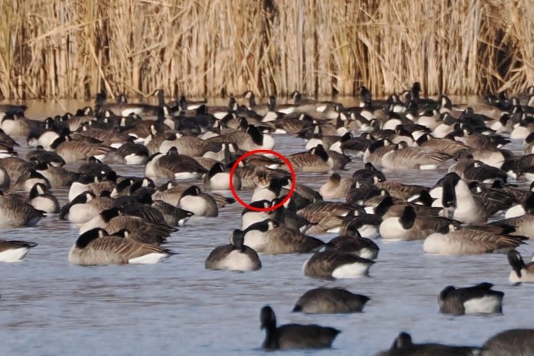 Greater White-fronted Goose - ML645821637