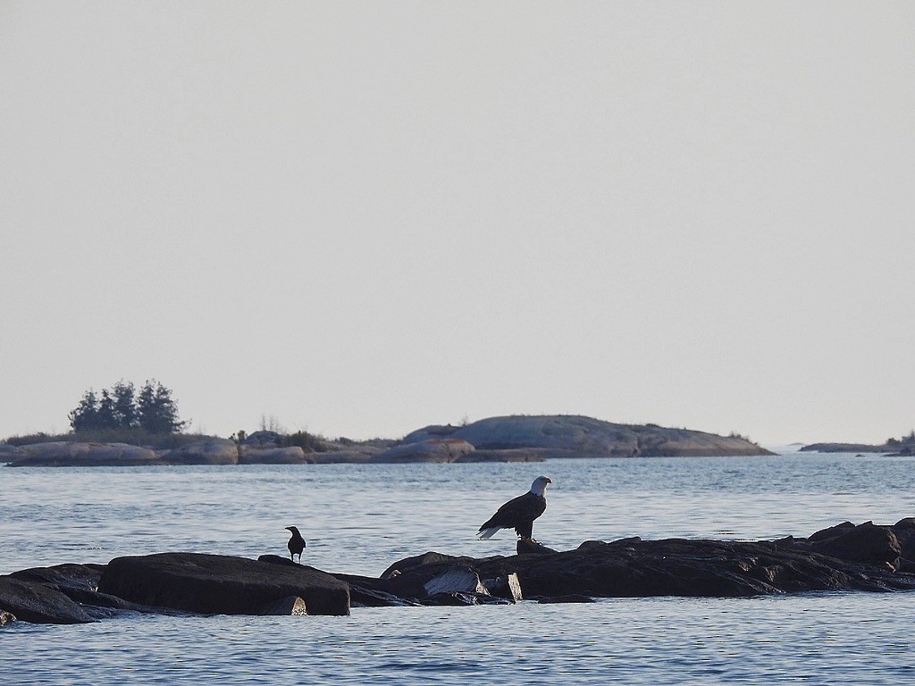 Pygargue à tête blanche - ML645821638