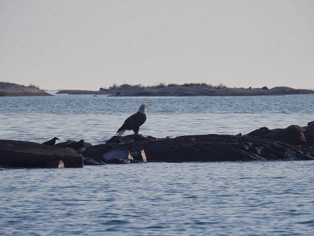Pygargue à tête blanche - ML645821639