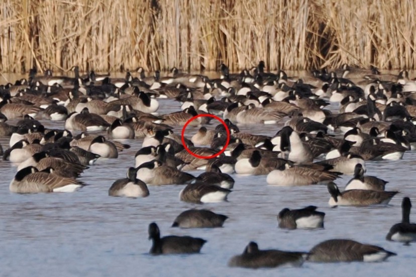 Pink-footed Goose - ML645821643