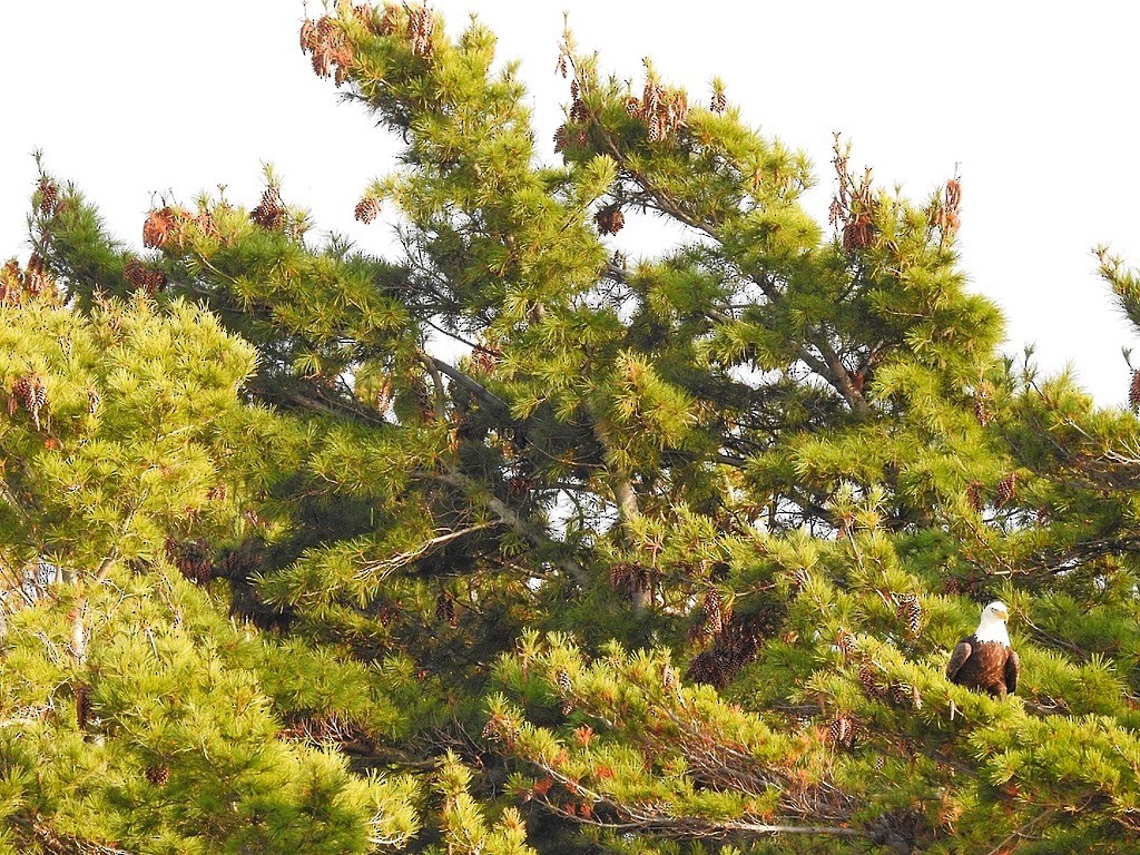 Pygargue à tête blanche - ML645821644