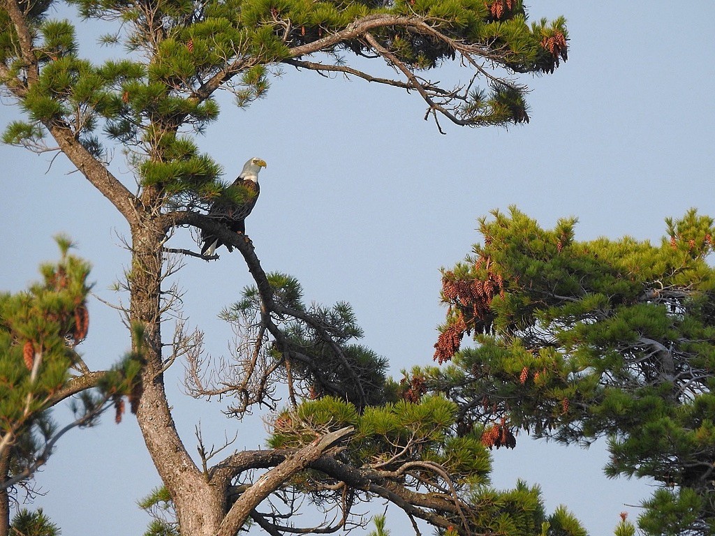 Pygargue à tête blanche - ML645821650