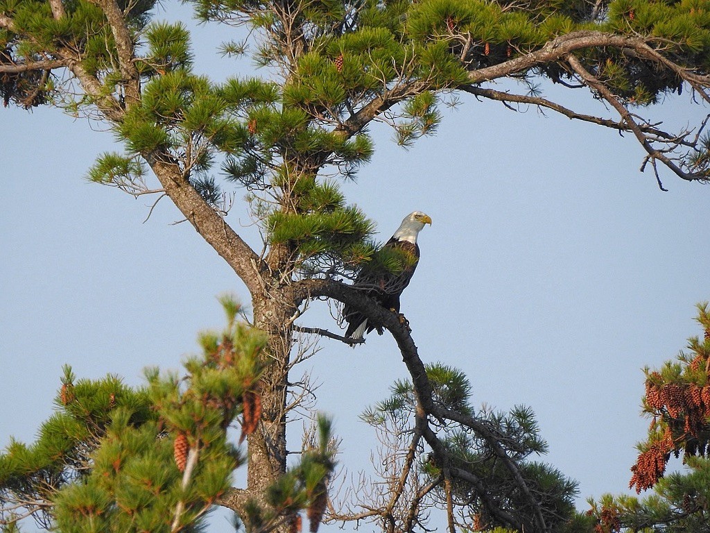 Pygargue à tête blanche - ML645821652