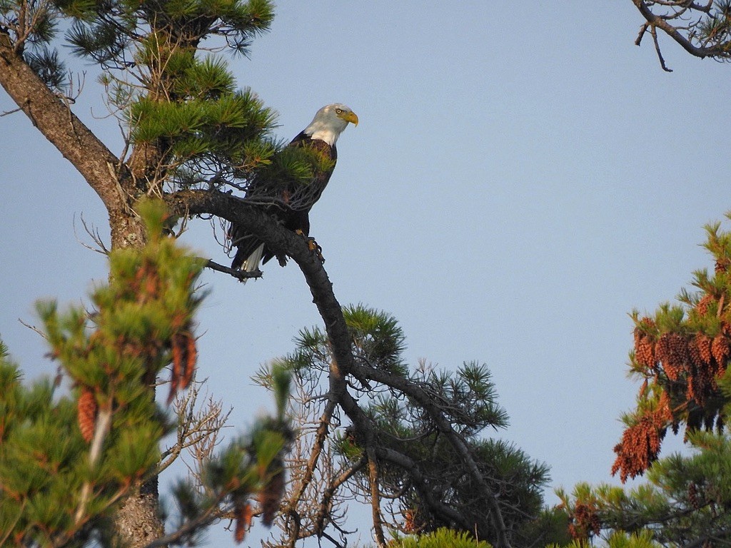 Pygargue à tête blanche - ML645821656