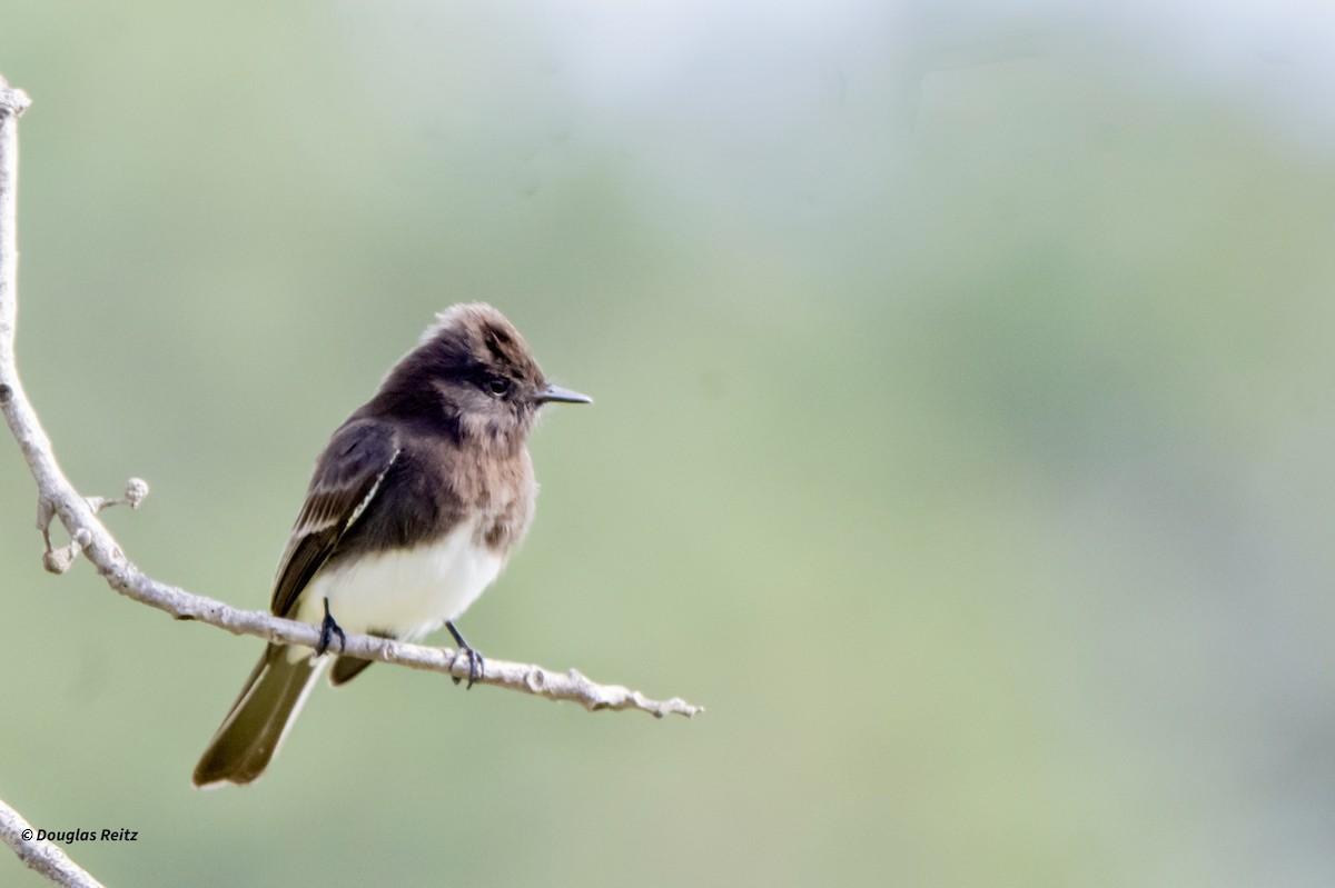 Mosquero Negro - ML645821683